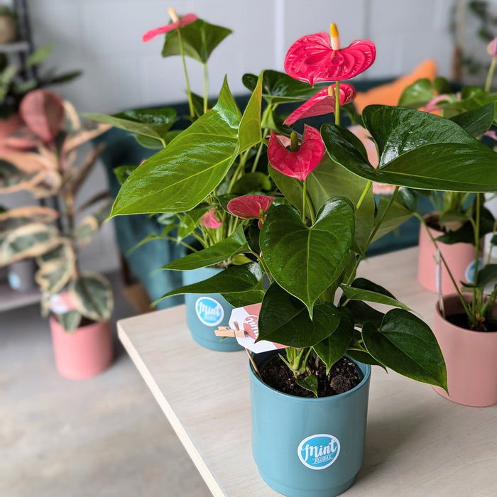 Pink Anthurium Plant in Teal Ceramic Pot