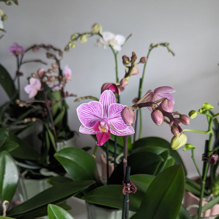 Mini Orchid Plant in Ceramic Pot