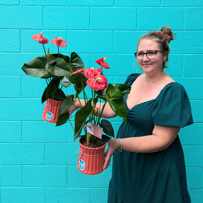 CHRISTMAS 2024 | Red Anthurium Plant in Ceramic Pot