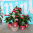 CHRISTMAS 2024 | Red Anthurium Plant in Ceramic Pot