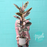 XL Ruby Pink Ficus Plant in Ceramic Pot