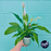 Lush Peace Lily Plant in Blue Stoneware Pot