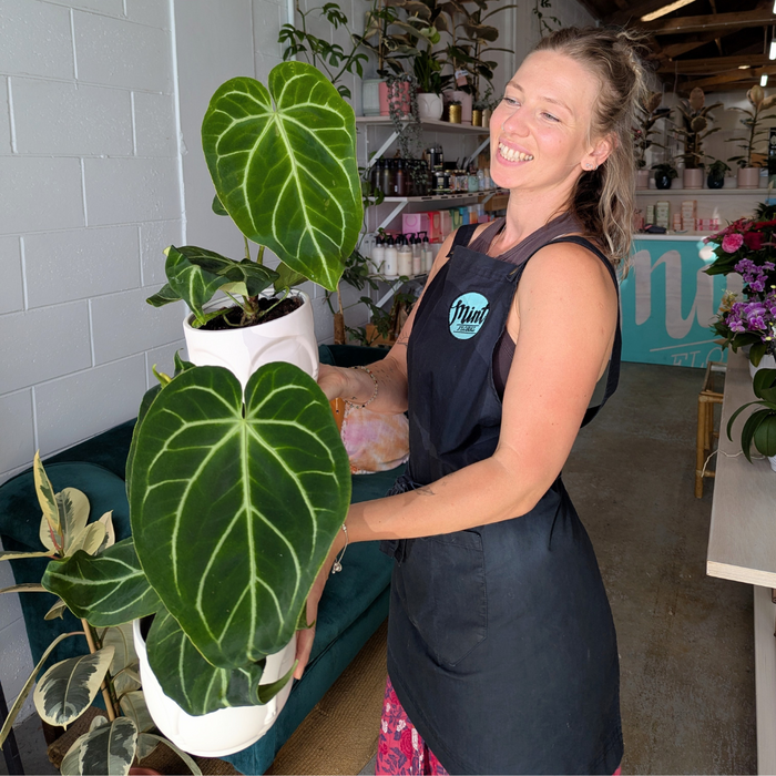 Large Anthurium Crystallinum Plant in Ceramic Buddah Pot