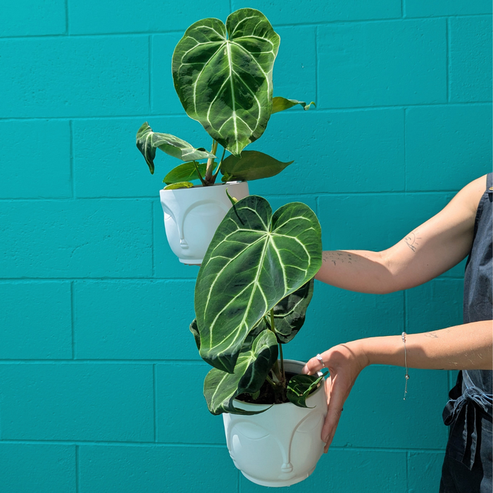 Large Anthurium Crystallinum Plant in Ceramic Buddah Pot